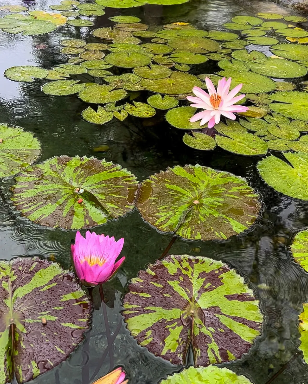 Ninfeias em flor sobre a água do lago.
